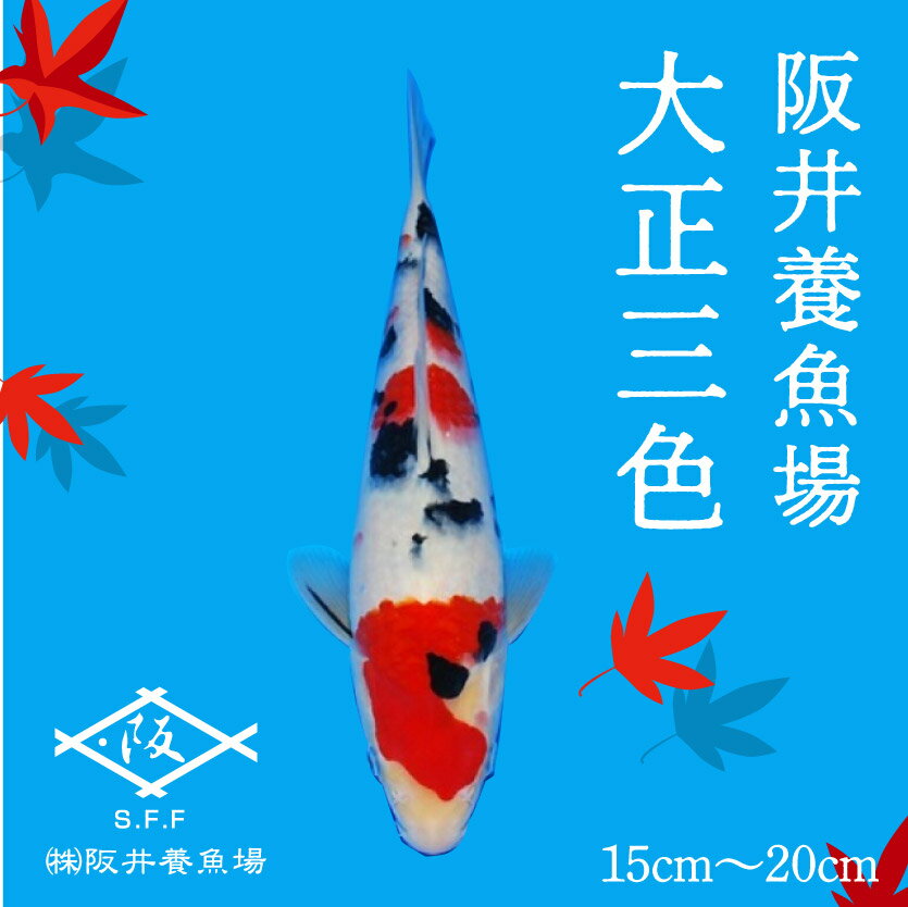 【ふるさと納税】阪井養魚場 錦鯉 大正三色 当歳 1匹 ※写真は令和4年度に実際に寄附者へ発送した鯉です※ 【 生き物 魚 飼育 錦鯉 鯉 紅白 三色 優勝 受賞 稚魚 】 お届け：12月～3月 054002