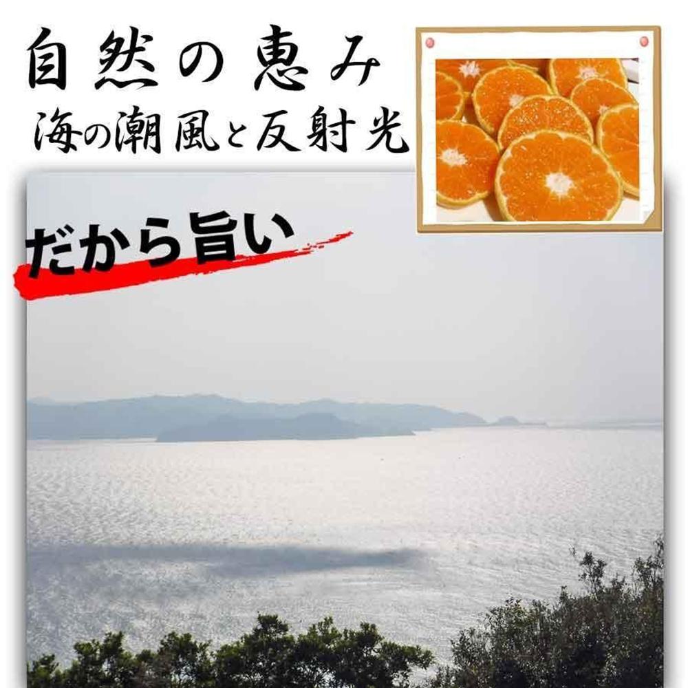 せとか  みかんの大トロ 約2kg 訳あり ブランド 和歌山 有田 みかん 農家直送 オレンジ フルーツ 果物 CE057_イメージ4