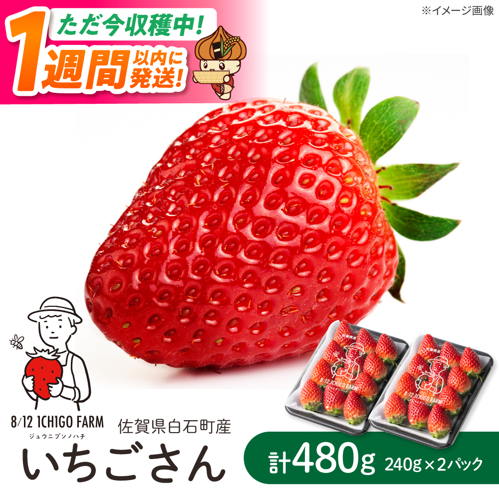 【スピード発送】いちごさん 240g×2パック 【8/12ichigofarm】 [IBR002]