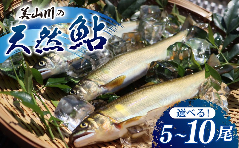 
                  美山川の天然鮎 選べる 10尾 5尾 冷凍 鮎 あゆ 天然 美山 国産 川魚 魚 魚介 魚介類 鮮魚 真空 真空パック 簡単調理 甘露煮 鮎の塩焼き 焼き魚 塩焼き 煮物 天ぷら キャンプ アウトドア ギフト プレゼント 贈答 贈答品 人気 ランキング グルメ 京都府 京都 南丹市 旬 自然 季節 産地直送 ふるさと納税 12000
                