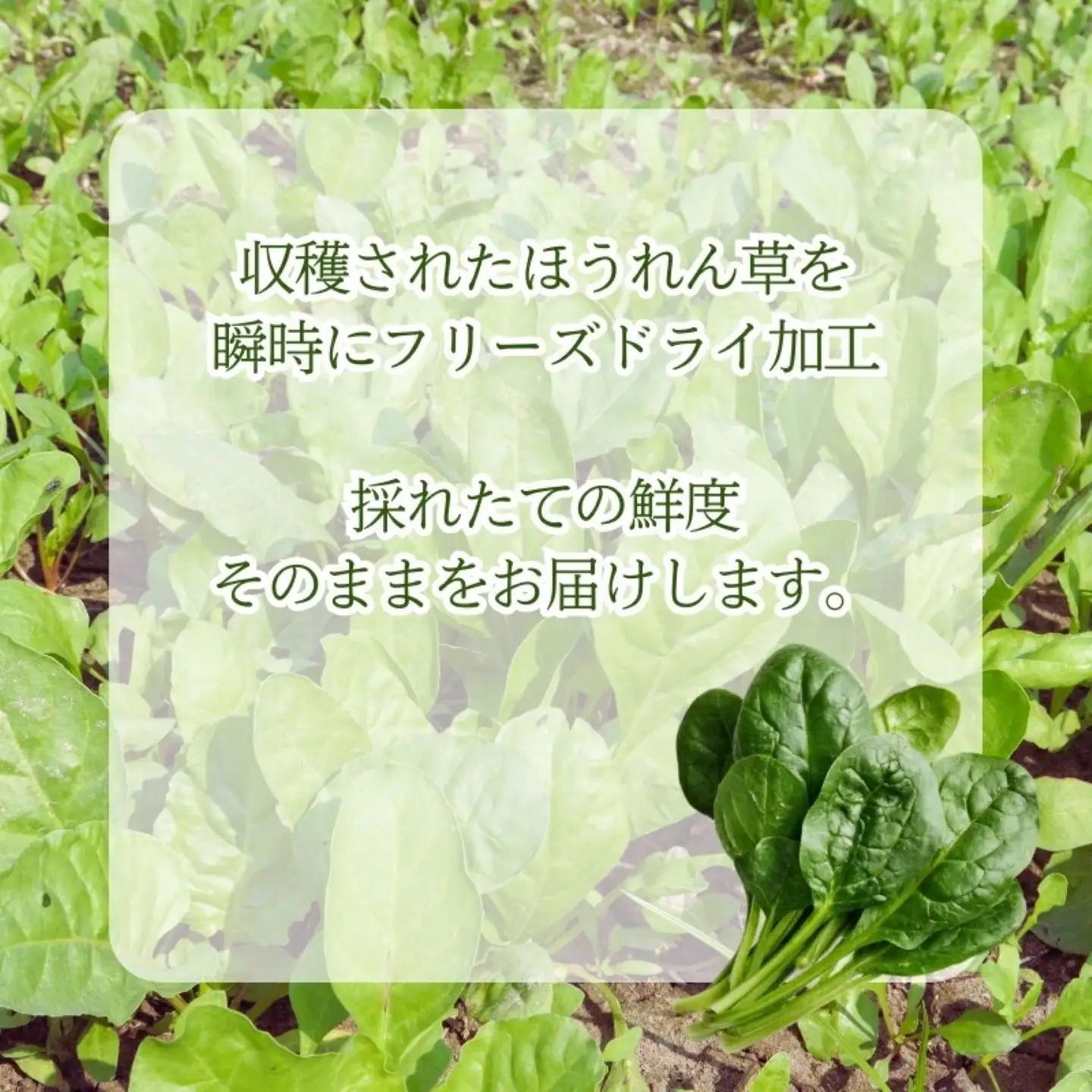 ほうれん草の“まんま”　|　フリーズドライ　ホウレンソウ　カット済み　ビタミン　備蓄