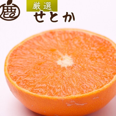 厳選 せとか10kg+250g(傷み補償分)【柑橘・春みかんの王様】【光センサー選果・食べ頃出荷】【配送不可地域：離島・北海道・沖縄】【1649456】