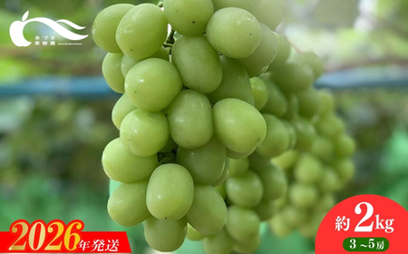 No.2334ぶどう（シャインマスカット）（約2kg）【2026年発送】