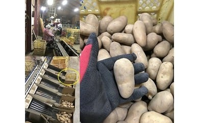 
                  B39　じゃがいも(男爵)　Sサイズ　20kg
                