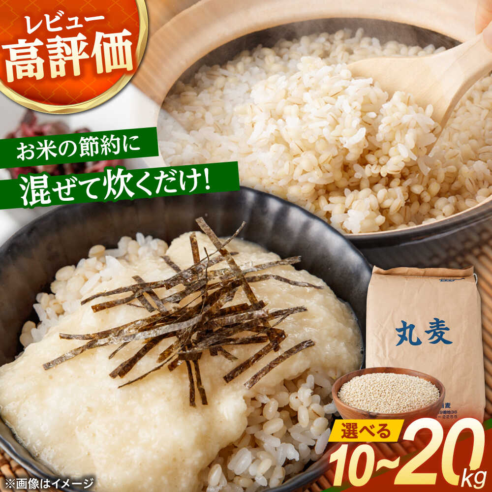 【ふるさと納税】長崎県産 丸麦 10~20kg / 麦 むぎ 雑穀 雑穀米 麦ごはん 麦飯 麦みそ 食物繊維 長崎県産 米 こめ コメ ※ / 諫早市 / 有限会社伊東精麦[AHBU005]