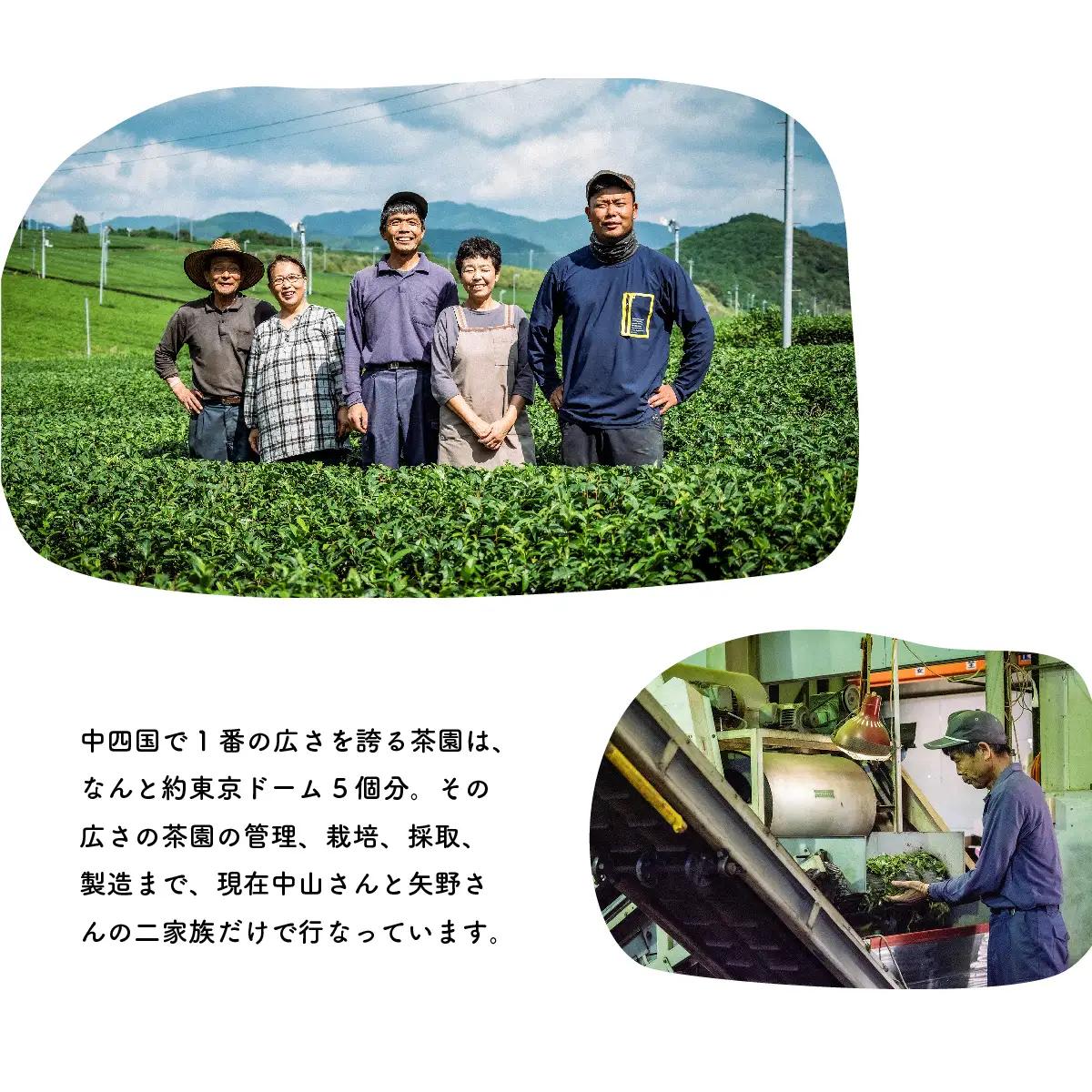 緑茶 茶葉 5種セット｜土佐霧山茶 煎茶 玄米茶 ほうじ茶 番茶 水出し対応 国産
