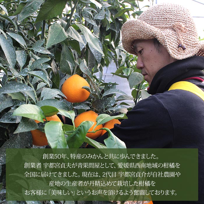 ＜愛媛県西予市産 せとか ご家庭用 約7kg＞ 訳あり 不揃い 傷 果物 フルーツ みかん ミカン 蜜柑 セトカ オレンジ 柑橘類 甘い 期間限定 特産品 宇都宮物産 愛媛県 西予市