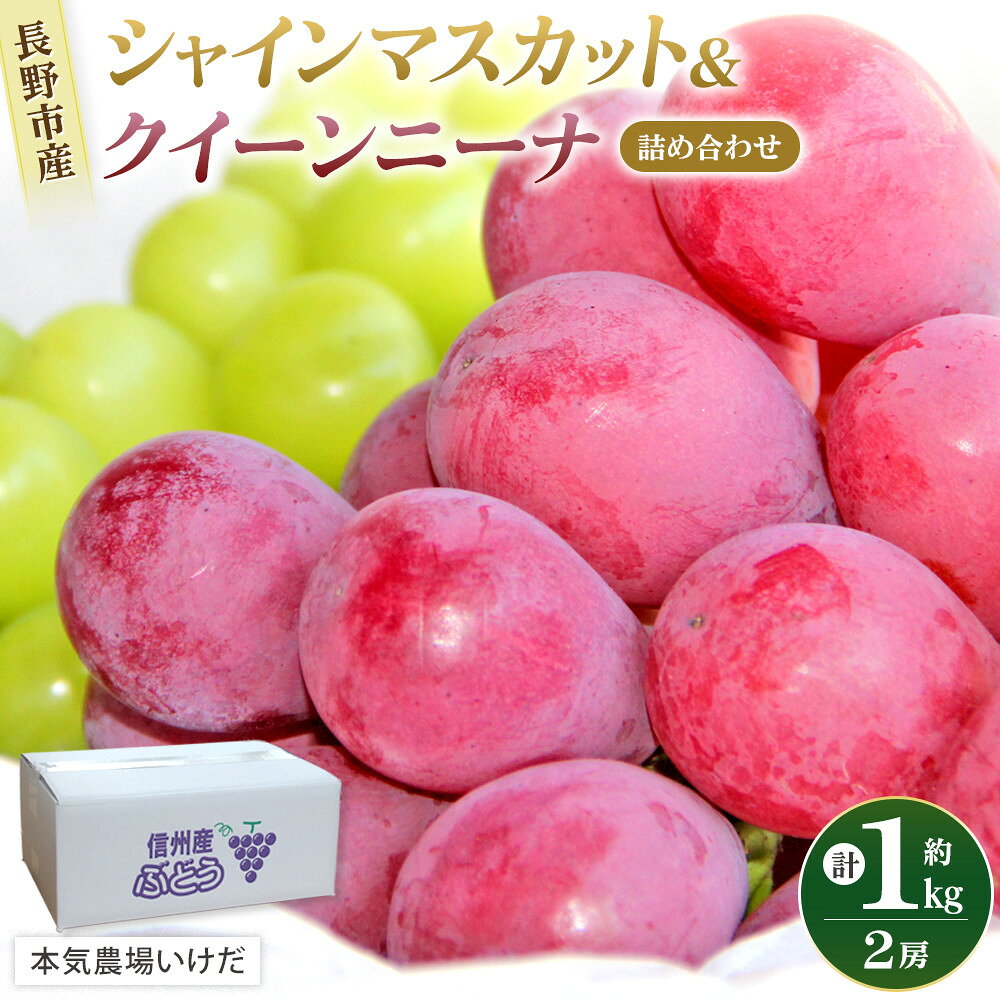 【ふるさと納税】本気農場いけだ　シャインマスカット・クイーンニーナ詰合せ1kg【2026年9月下旬以降の出荷分】 | シャインマスカット ぶどう フルーツ 果物 国産 人気 おすすめ ギフト プレゼント 送料無料 長野県 長野市 信州 信濃 ふるさと納税