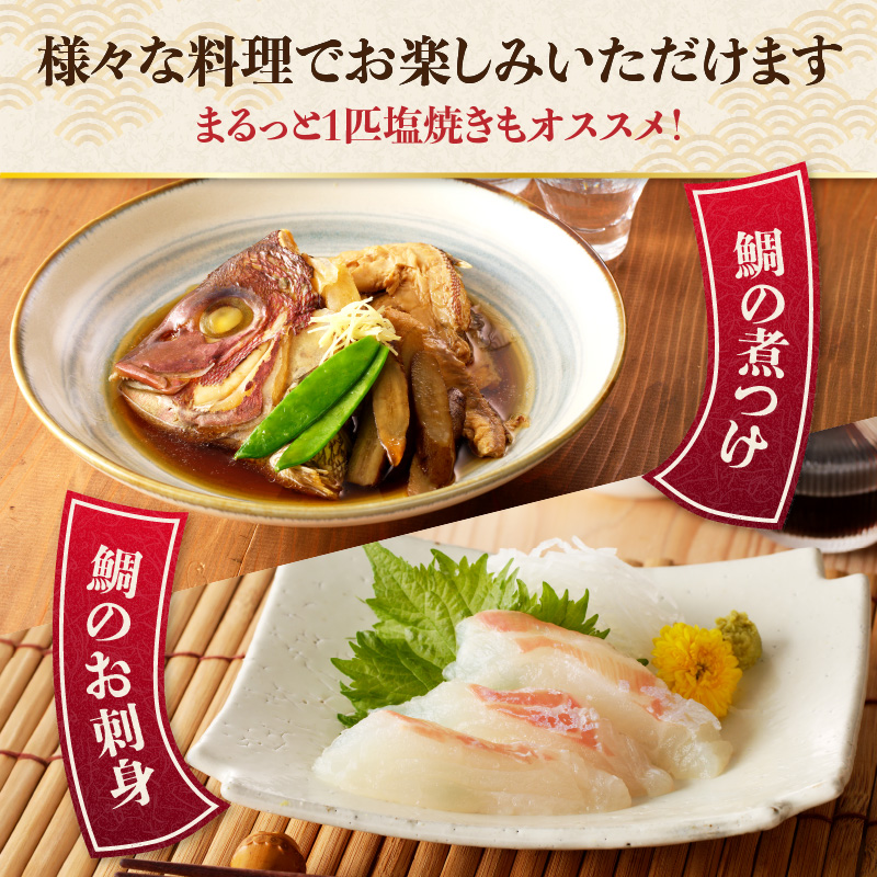 渡邊水産 穂州鯛（下処理なし）