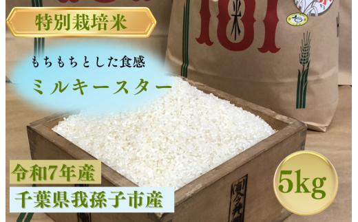 千葉県　我孫子市産　精米　ミルキースター　5ｋｇ