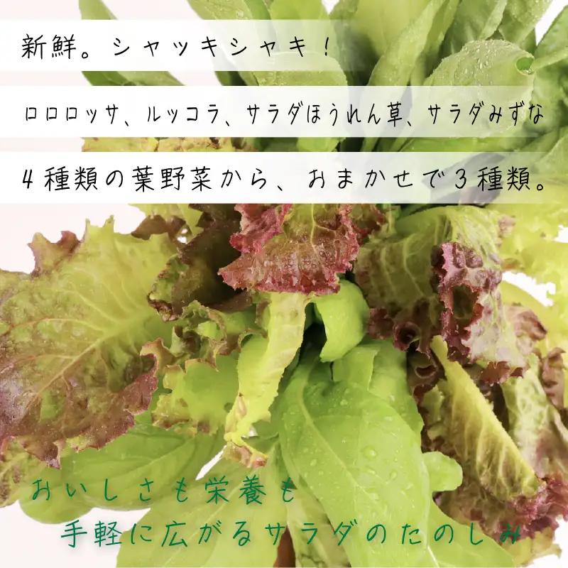 おまかせ3種セット ロロロッサ ルッコラ ほうれん草 みずな サラダ | 水耕 葉物 野菜 南国市