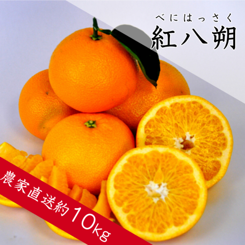 146.紅八朔（べにはっさく）（約10kg）(A146-1)