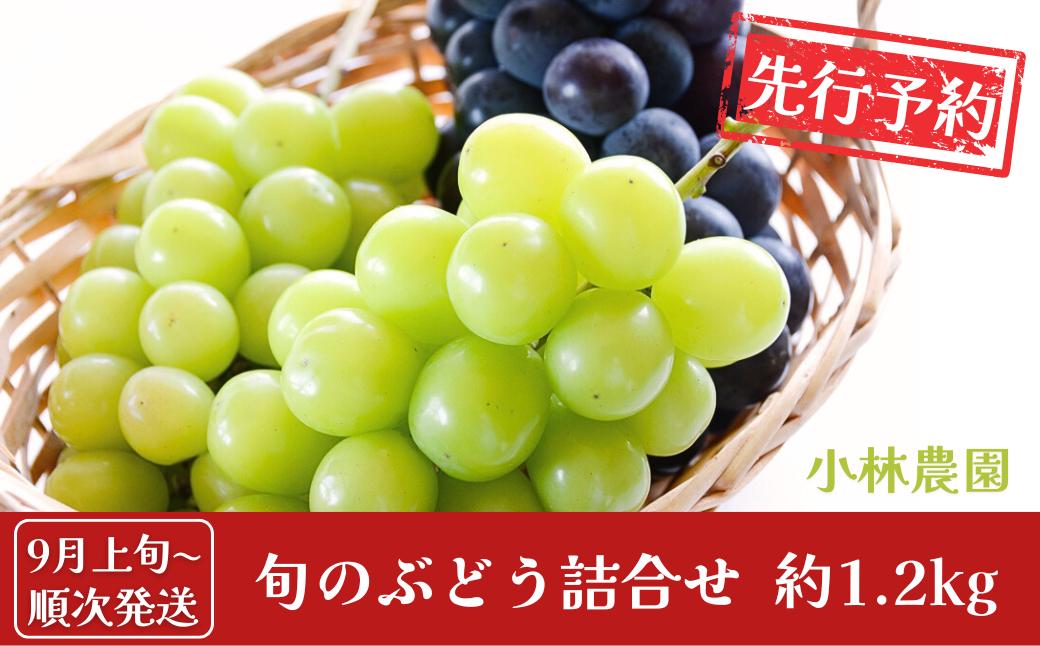 
            先行予約 旬のぶどう詰合せ 約1.2kg [9月上旬から発送予定] 令和7年度 シャインマスカット 季節のぶどう 新潟フルーツ 新潟県産 [小林農園] 【011P006】
          