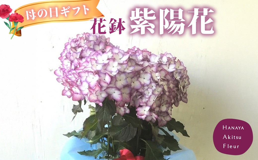 
            先行予約！あきつフルール 母の日に送る 紫陽花 花鉢　【伊豆 花 ギフト 鉢植え 母の日 あじさい】 020-008
          