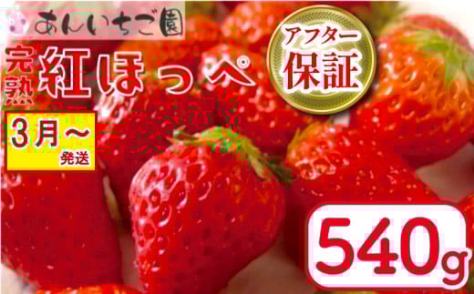 いちご 紅ほっぺ 2パック 540g ( 2026年 3月 発送開始 )  期間限定 人気 果物 フルーツ 新鮮 旬 冬 春 ケーキ ショートケーキ デザート ギフト 贈り物 贈答 イチゴ 苺 ストロベリー 徳島県 吉野川市 あんいちご園
