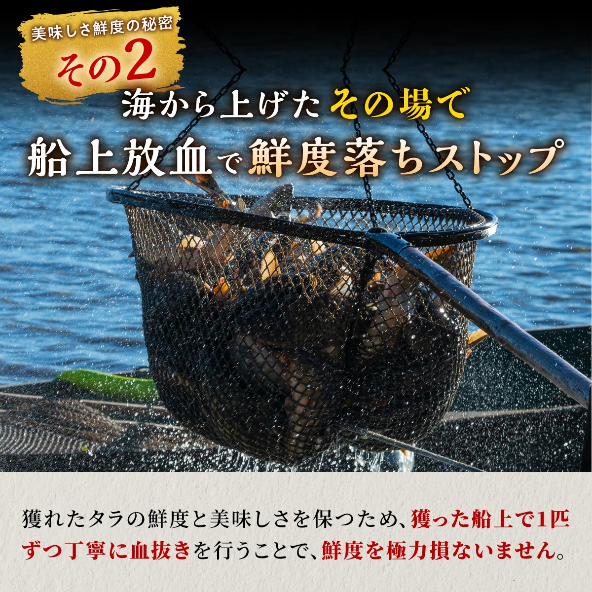 春の金だら【1.2kg】_A020-1800