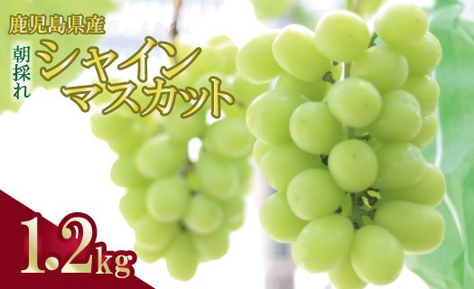 
                  ＼朝採れ／ 鹿児島県産 シャインマスカット 1.2kg（2房）ASR-384
                
