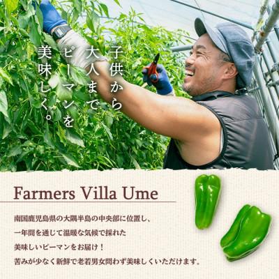 ふるさと納税 志布志市 志布志産ピーマン(1kg)【野菜ソムリエサミット銀賞受賞!】 |  | 01