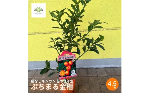 種なしキンカン 苗木 ぷちまる 金柑 1年生 4.5号 ロングポット 果樹苗 家庭菜園 植物 果物 くだもの 静岡県 藤枝市 [40109226]