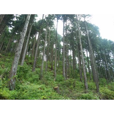 ふるさと納税 小山町 「きこりの薪」C富士山セット 針葉樹と広葉樹 |  | 03