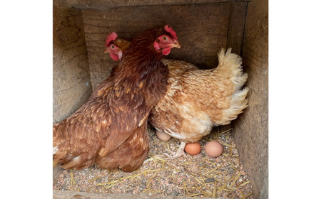 No.267 彩美卵　寿