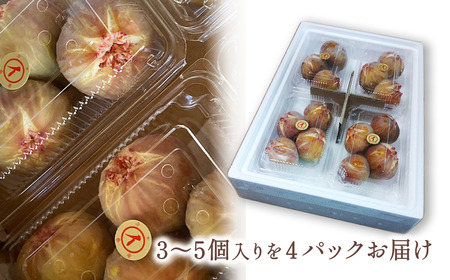 【先行予約】 朝どりそのまま直送 「 日本いちじく 」 2025年7月下旬～10月頃発送　茨木農園 いちじく 日本いちじく 朝採れ 産地直送 愛媛県 西条市 【オンライン決済限定】