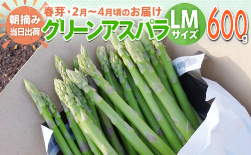 数量限定 先行予約 アスパラガス 春芽 LM 600g 【2月〜4月お届け】｜朝採り 朝採れ 直送 グリーンアスパラガス アスパラ BT10