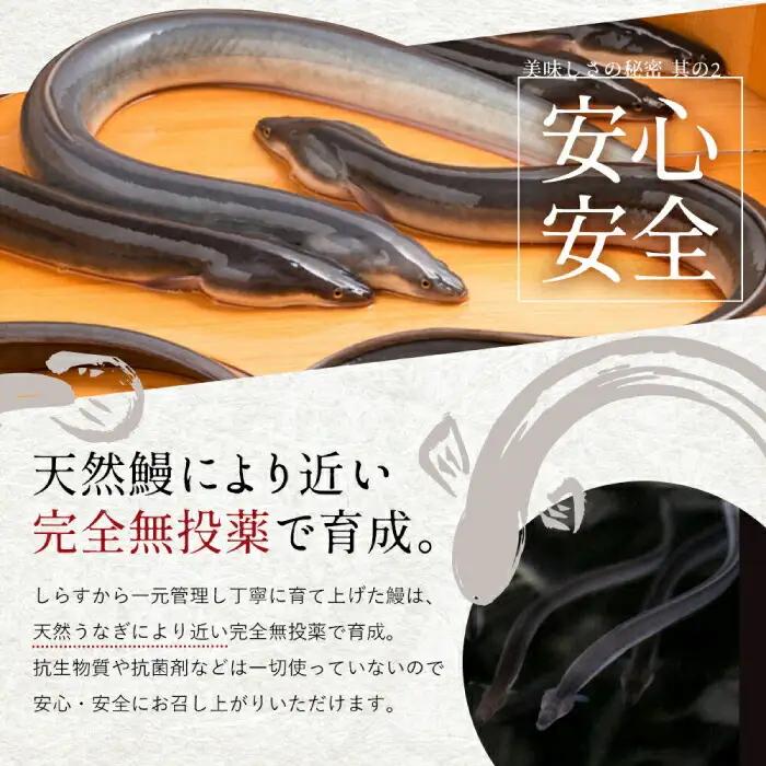 【最速発送】鰻 完全無投薬鰻 仁淀川鰻蒲焼き  中 (約150g×3尾 )  / 鰻 鰻蒲焼 鰻蒲焼き [ATBE018]　スピード 最短 最速 発送