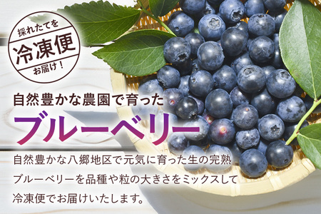 【 2026年 先行予約 】元気に育った ブルーベリー 1kg 冷凍 ( 500g 4パック ) 農薬 栽培期間中 不使用 果物 フルーツ 1キロ 手摘み 急速冷凍 国産 産地直送 農家直送 産直 夏
