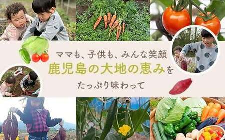 AS-0102 鹿児島県産 しっとり系干し芋 紅はるか 600g 吉永農園