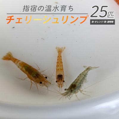 ふるさと納税 指宿市 【温水育ち】チェリーシュリンプ(赤・オレンジ・茶・透明等)25匹(IB148-005)