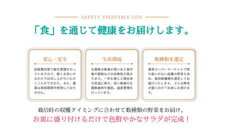 サラダミックス 【 お試し 月1回 】＼ デリサラダ ／ Deli Salad ★ ドレッシング or ジャム付き セット サラダ ミックス 1kg | アグリード お手軽 ミックス野菜 西洋ハーブ 