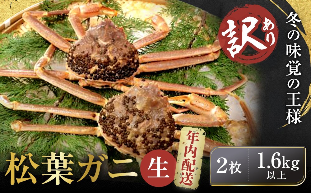 
                  【先行予約】【訳アリ】松葉ガニ（生）2枚（計1.6kg以上）【年内配送】【訳あり 松葉がに 松葉蟹 ズワイガニ 蟹 カニ かに 国産 人気 おすすめ 鳥取県 琴浦町 送料無料】
                