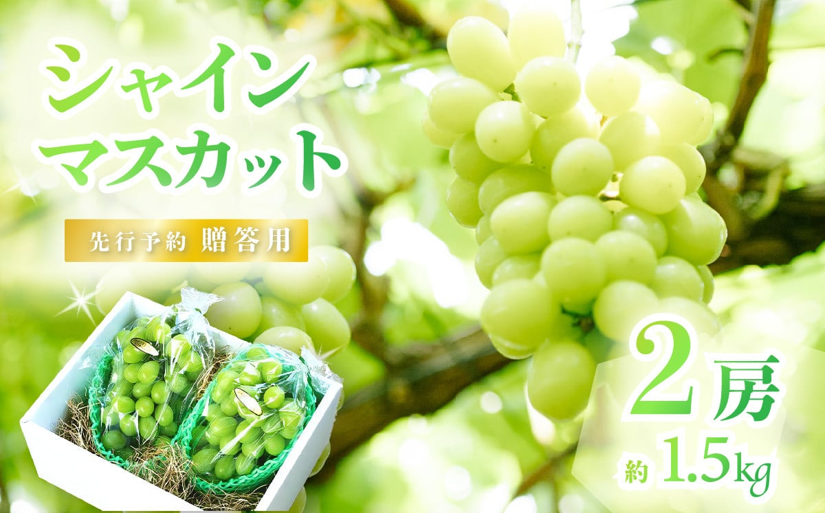 
            【2025年 先行予約】シャインマスカット2房（約1.5kg）贈答用【石崎ぶどう園】（2025年8月下旬から9月下旬頃発送予定）【 フルーツ 果物 ぶどう ブドウ 葡萄 シャイン マスカット 茨城県産 国産 人気 農園 スイーツ お取り寄せ 】
          