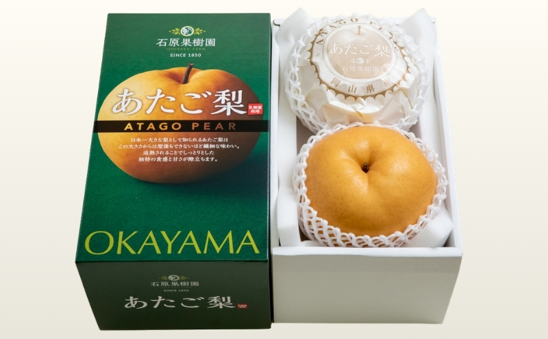 梨 あたご梨 先行予約 約1.2kg玉2玉 化粧贈答箱 赤秀 岡山県産 | あたご梨 愛宕梨 梨 特選品 上級品 贈り物 御歳暮 果物 くだもの フルーツ 和梨 石原果樹園【ishk009-01】
