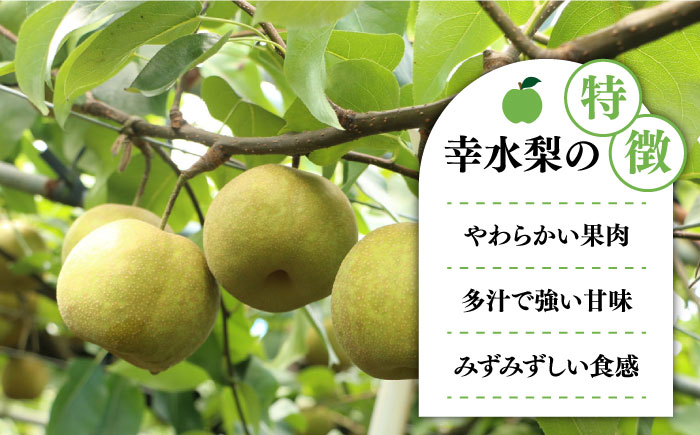 【10/28寄附金額見直し(値上げ)予定】【2025年7月〜発送】【4回 定期便 ！南島原の 梨 を 食べ比べ ！】幸水 豊水 二十世紀 新高 / 梨 なし フルーツ 果物 フルーツ定期便 数量限定 