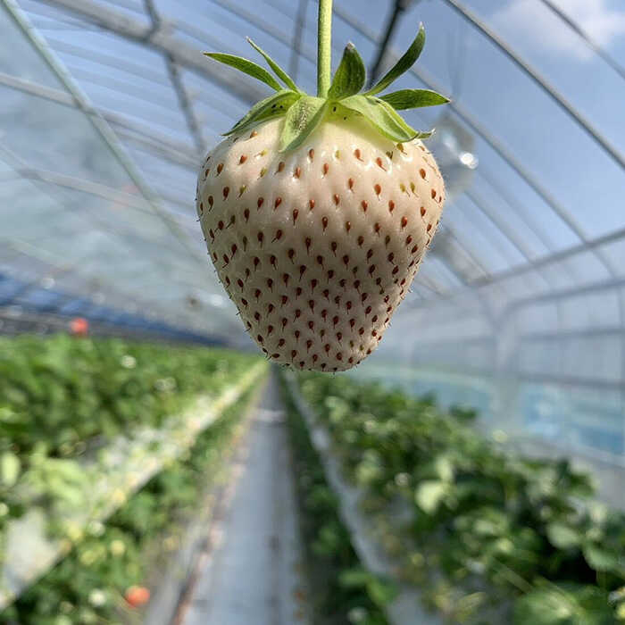 【ふるさと納税】白い宝石（フルーツキャップ）1箱（約470g） / いちご イチゴ 苺 白いちご フルーツ 果物 / 佐賀県 / 手島農園 [41ABAB007]