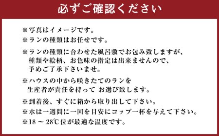 ミディ胡蝶蘭 華あかり 2本立ち 洋蘭 観賞用 贈答用 植物