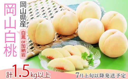 
            74-13 白桃5～7玉（白鳳もしくは加納岩）【2026年7月上旬～7月中旬発送予定】
          