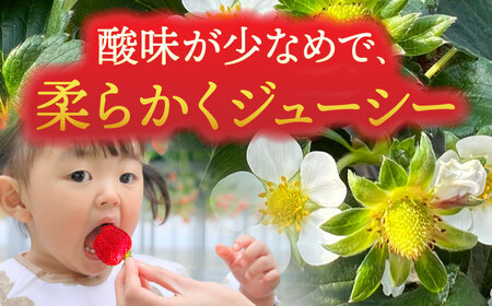 ヒラノイチゴ 500g×2パック 計1kg　いちご　フルーツ　果物　愛西市/平野苺[AEAY001]