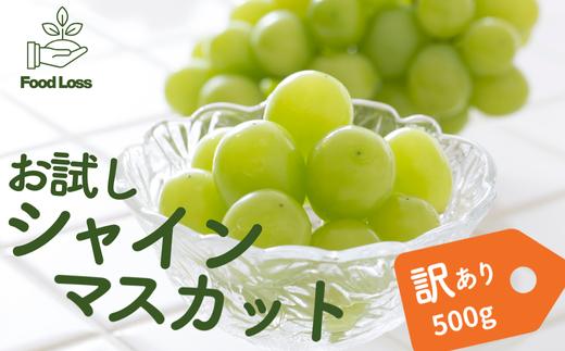 TK19-25A ぶどう シャインマスカット家庭用 500g以上 ／2025年9月上旬～10月初旬配送予定 // 長野県 松川町産 南信州 葡萄 ブドウ 種なし 高品質 2～3房 高糖度 高地栽培 シャインマスカット お試し 訳あり