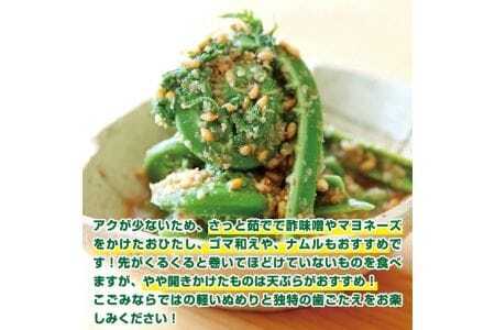 1169　「春山菜の代表」天然こごみ約300g+オマケ1種