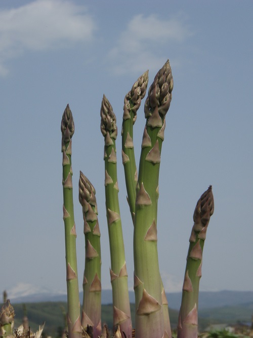 【5月下旬〜6月上旬発送】旬の採れたて野菜「アスパラガス」