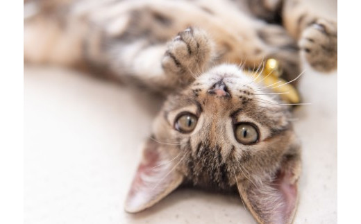 
                  【返礼品なし】ニャンコに医療をプレゼント！保護猫支援（初期医療）②
                