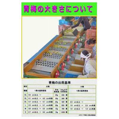 ふるさと納税 紀美野町 【梅干・梅酒用等】紀州和歌山の熟南高 生梅赤秀品(大玉4L-2kg) 6月上旬から7月上旬順次発送 |  | 01