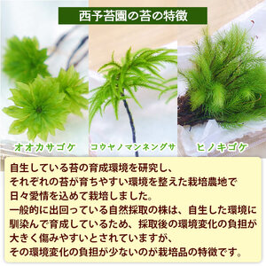 コウヤノマンネングサ・オオカサゴケ・ヒノキゴケの苔テラリウム用3種パック 人工栽培最高品質