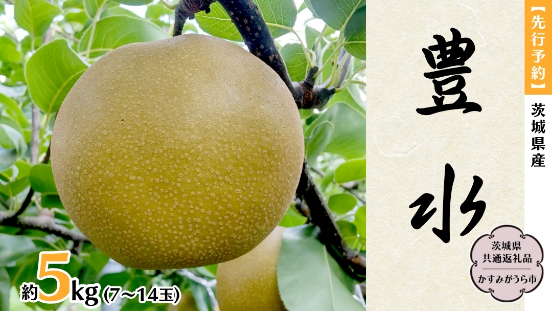 【 先行予約 】 茨城県産 梨 豊水 約5kg 7玉～14玉 (茨城県共通返礼品 かすみがうら市) (2025年8月中旬発送開始) 産地直送 久保田果樹園 フルーツ 甘い 直送 茨城 [DH002sa]
