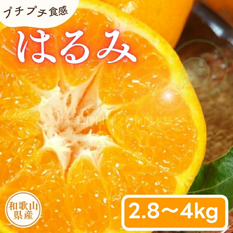 【ふるさと納税】 はるみ 2.8kg 4kg サイズおまかせ / オレンジ みかん 柑橘 果物 湯浅町 田村産 ※1月下旬～3月中旬頃に順次発送(お届け日指定不可) //dekopon