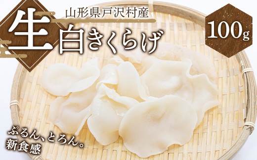 
                  ≪2027年先行予約≫山形県 戸沢村産 生白きくらげ 100g 2027年7月上旬から順次発送 国産 木耳 キクラゲ 茸 きのこ 中華 料理 食品 自宅 家庭 F7W-0516
                