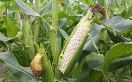 《先行予約》2026年 山形県産 ホワイトコーン ピュアホワイト 3.3kg(9~13本）生で味わう 白とうもろこし トウモロコシ コーン 夏 野菜 やさい ※沖縄・離島への配送不可 ot-cnwwx